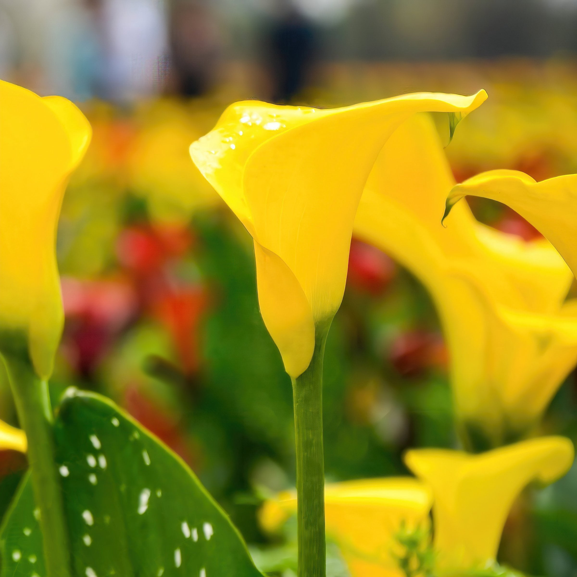 National Plant Network Calla Lily Sun Club Bulbs (3-Pack)