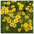 thumbnail image 4 of Everwilde Farms - 2000 Tidy Tips Native Wildflower Seeds - Gold Vault Jumbo Bulk Seed Packet, 4 of 5