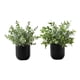 thumbnail image 1 of Planta artificial - 28 cm de alto - Interior - Mesa - Maceta - Hojas verdes, 1 of 6