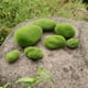 thumbnail image 5 of 10x bola de hierba artificial plantas de simulación bola de piedra decoración en Gloria Piedra de musgo de simulación, 5 of 9