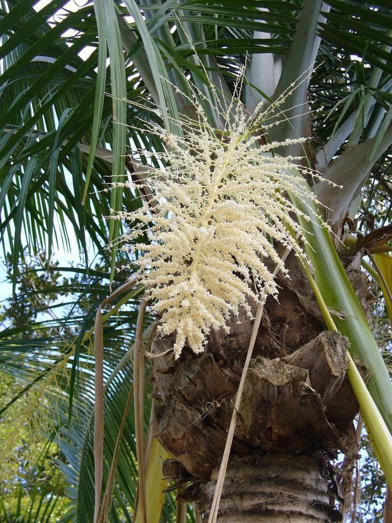 Majesty Palm-Ravenea rivularis-Indoor Tropical Plant for Home  12" Pot