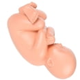 thumbnail image 3 of Human Pregnancy Fetal Development 9Th Month Embryonic Pelvic Model Fetus Foetus Pregnancy Anatomy of the Placenta Model, 3 of 8