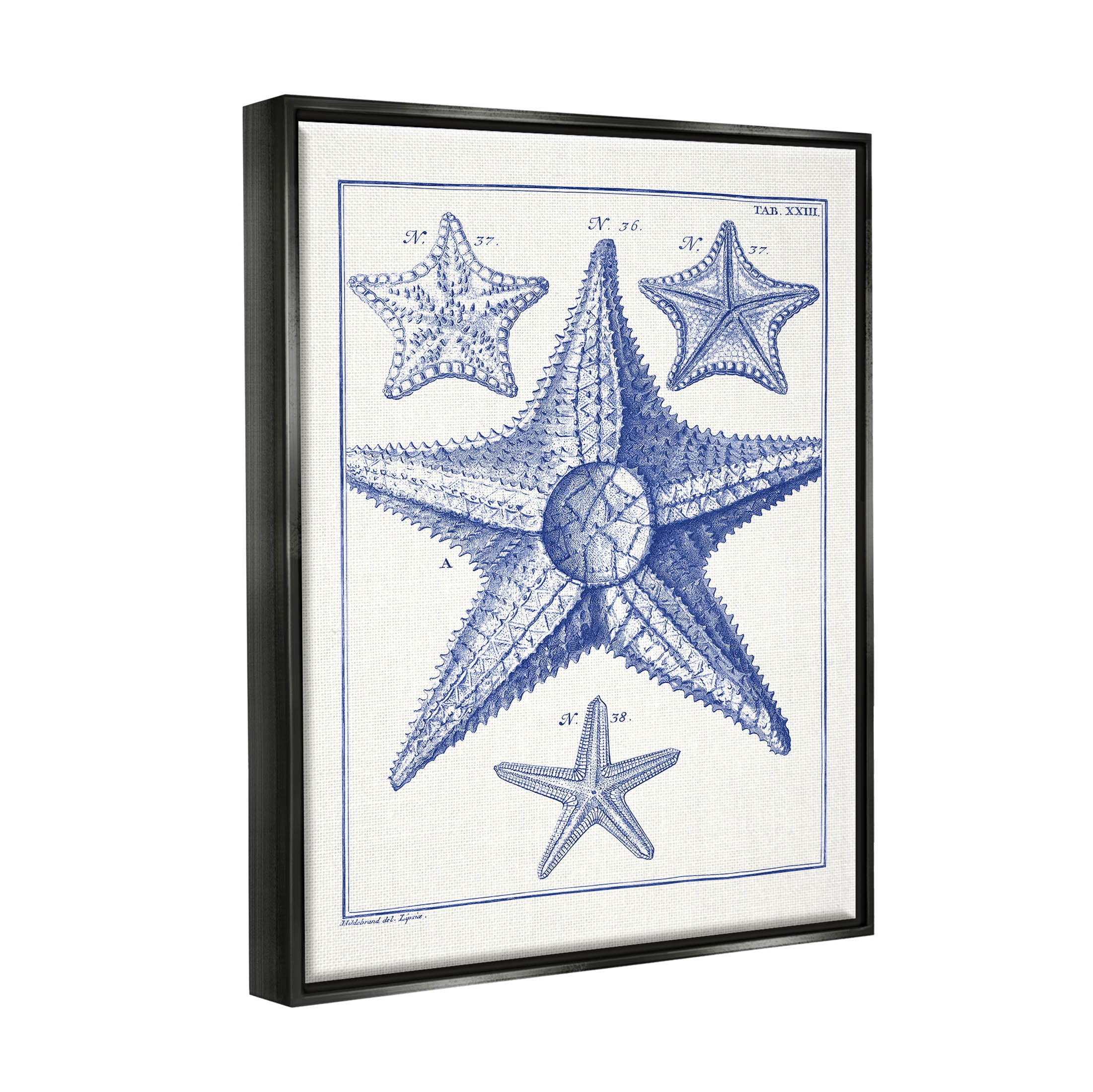 Stupell Industries Detailed Nautical Starfish Study Graphic Art Jet Black Floating Framed Canvas Print Wall Art, Design by Vision Studio
