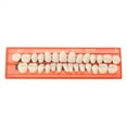 thumbnail image 6 of Full Denture Super Wear-Resistant Dental Teaching Mold Denture (1 Pair), 6 of 6