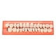 thumbnail image 4 of 28 unids/set modelo de dientes de resina dentaduras postizas duraderas dientes postizos universales Resi, 4 of 4