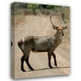thumbnail image 1 of Dana Underdahl 28x38 Gallery Wrapped Canvas Wall Art Titled - Safari Waterbuck III, 1 of 4