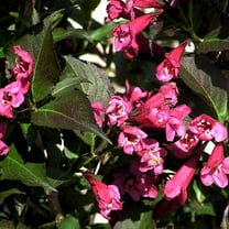 Southern Living Shining Sensation Weigela Live Shrub in 2-Gallon Grower Pot