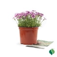 thumbnail image 5 of 1 Gallon Dianthus EverBloom™ 'Raspberry Jam', 5 of 8