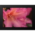 thumbnail image 2 of Crane, Rita 24x17 Black Modern Framed Museum Art Print Titled - Exotic Rhodies VII, 2 of 5
