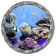 thumbnail image 2 of CHAO 2 pegatinas de pared 3D Peces de mar 29x29c, 2 of 5