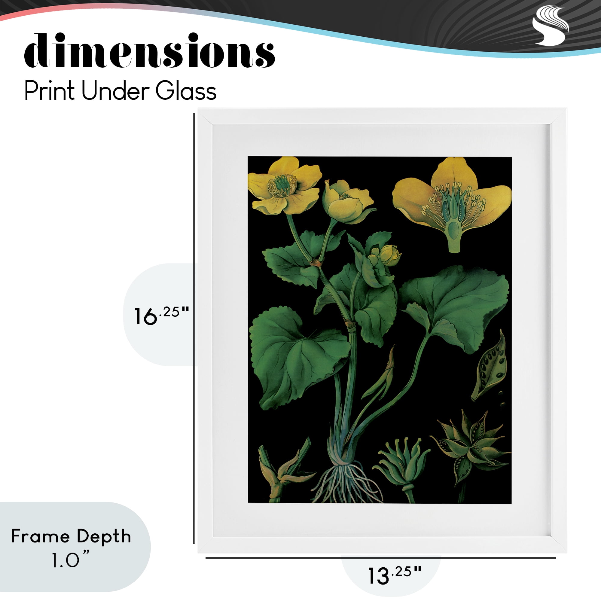 Stupell Industries Marsh Marigold Illustration Study White Framed Print Under Glass, design by Vintage Hustle