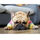 thumbnail image 3 of Greeniant Suéter de invierno de poliéster para mascotas, portátil, reutilizable, lavable, de punto, bonito, térmico, cálido, transpirable, Ropa para mascotas SG, 3 of 6