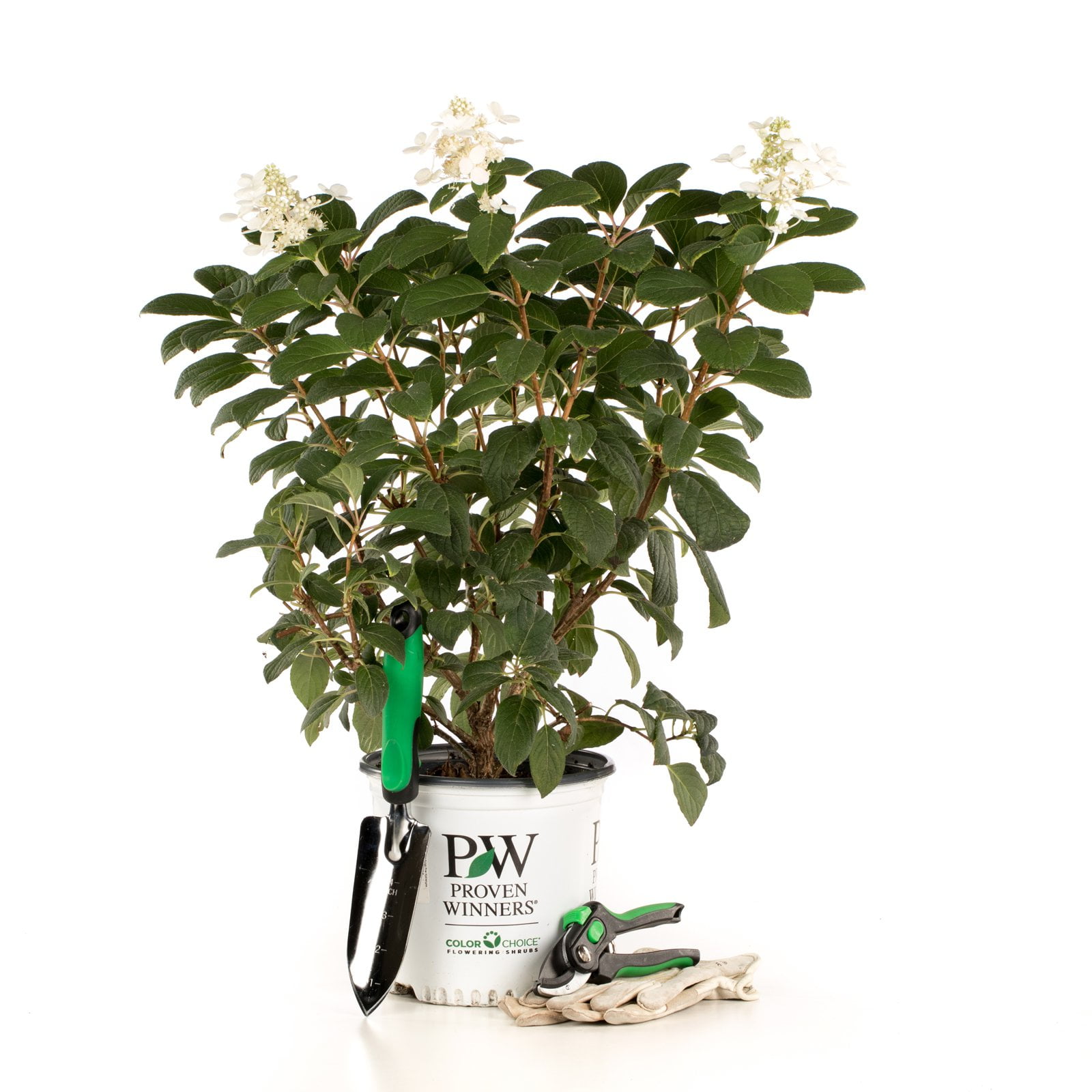 Proven Winners Little Quick Fire Hardy Hydrangea Paniculata Live Shrub Walmart Com