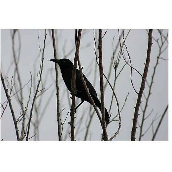 Trademark Fine Art "Raven" Canvas Art by Patty Tuggle, 16" x 24"