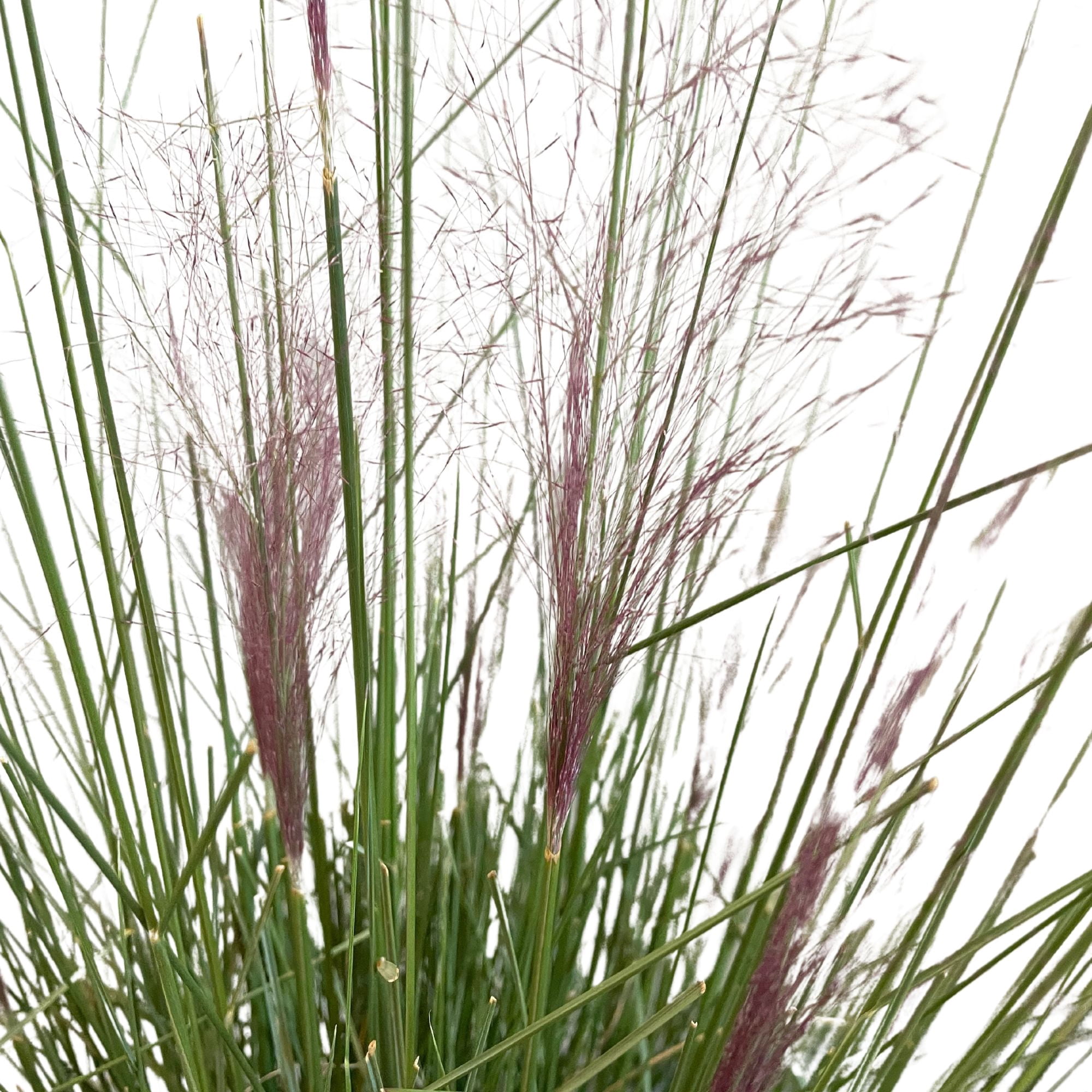 Pink Muhly Grass Live Plant (2.25 Gallon)