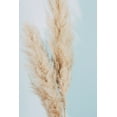 thumbnail image 2 of 1x Studio III 23x32 White Modern Wood Framed Museum Art Print Titled - Pampas Grass Blue 02, 2 of 4