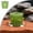 Green, variant on Aquarium Holder Fish Tank Pot Anti-Floating Aquarium Weights Aqua Soil Container for Freshwater
