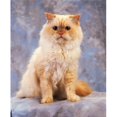 thumbnail image 1 of Posterazzi DPI1812008LARGE Chat - Portrait d'Un Chat Affiche Imprimée par la Collection d'Images Irlandaises, 26 x 34 - Grand, 1 of 1