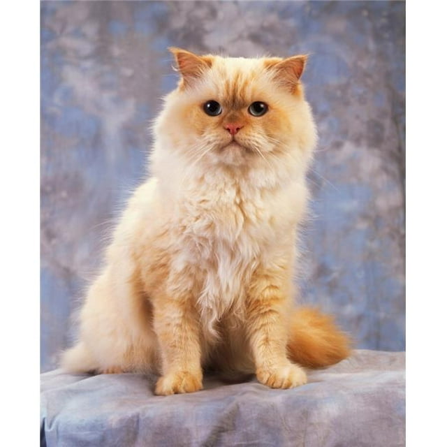 Posterazzi DPI1812008LARGE Chat - Portrait d'Un Chat Affiche Imprimée par la Collection d'Images Irlandaises, 26 x 34 - Grand