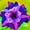 D, variant on Desert Rose, Shade Plant for Gardens-Easy Grow-Low Maintenance-Ideal for Beds Borders, Plant Pots & Planters