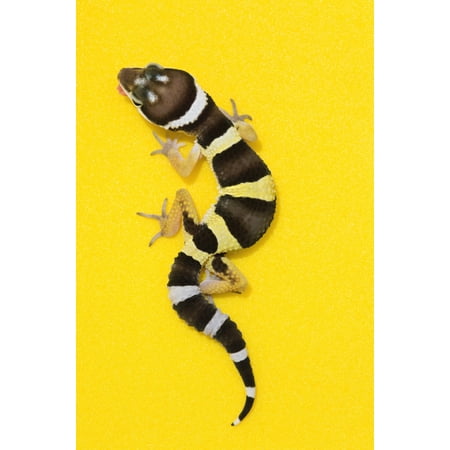 Baby Leopard Gecko On Yellow Poster Print (8 x (Best Light For Leopard Gecko)