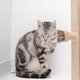 thumbnail image 5 of for Cat Self Groomer Corner Massager Fur Grooming Tool Brushes Pet Interactive, 5 of 5