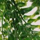 thumbnail image 5 of Plantas Colgantes Artificiales de Hiedra con Hojas ANGGREK Otros, 5 of 8