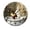 FFclock096, variant on ZXCXRQFa Desk Clocks Zebra Sitting On An Toilet Reading Wall Clocks for Living Room Decor,Kitchen Clocks Wall Battery Operated - 10 Inch Round Bathroom Wall Clock Silent Non-Ticking