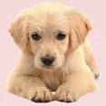 thumbnail image 2 of CafePress - Golden Retriever Long Sleeve Infant T Shirt - Long Sleeve Infant T-Shirt, 2 of 2
