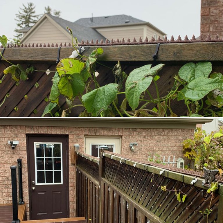 Do Cat Spikes Work? Cat Deterrent Repellents Purrfect Fence, 60 OFF