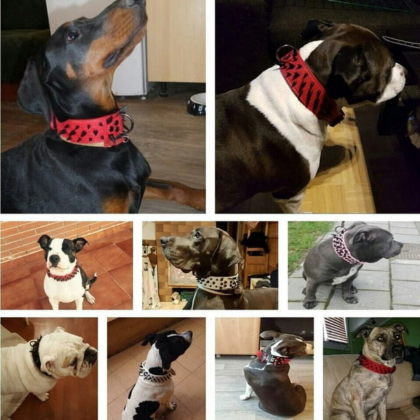 Badass pitbull collars clearance