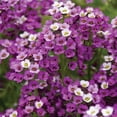 thumbnail image 4 of Burpee Tapis Royal Alyssum, 4 of 5