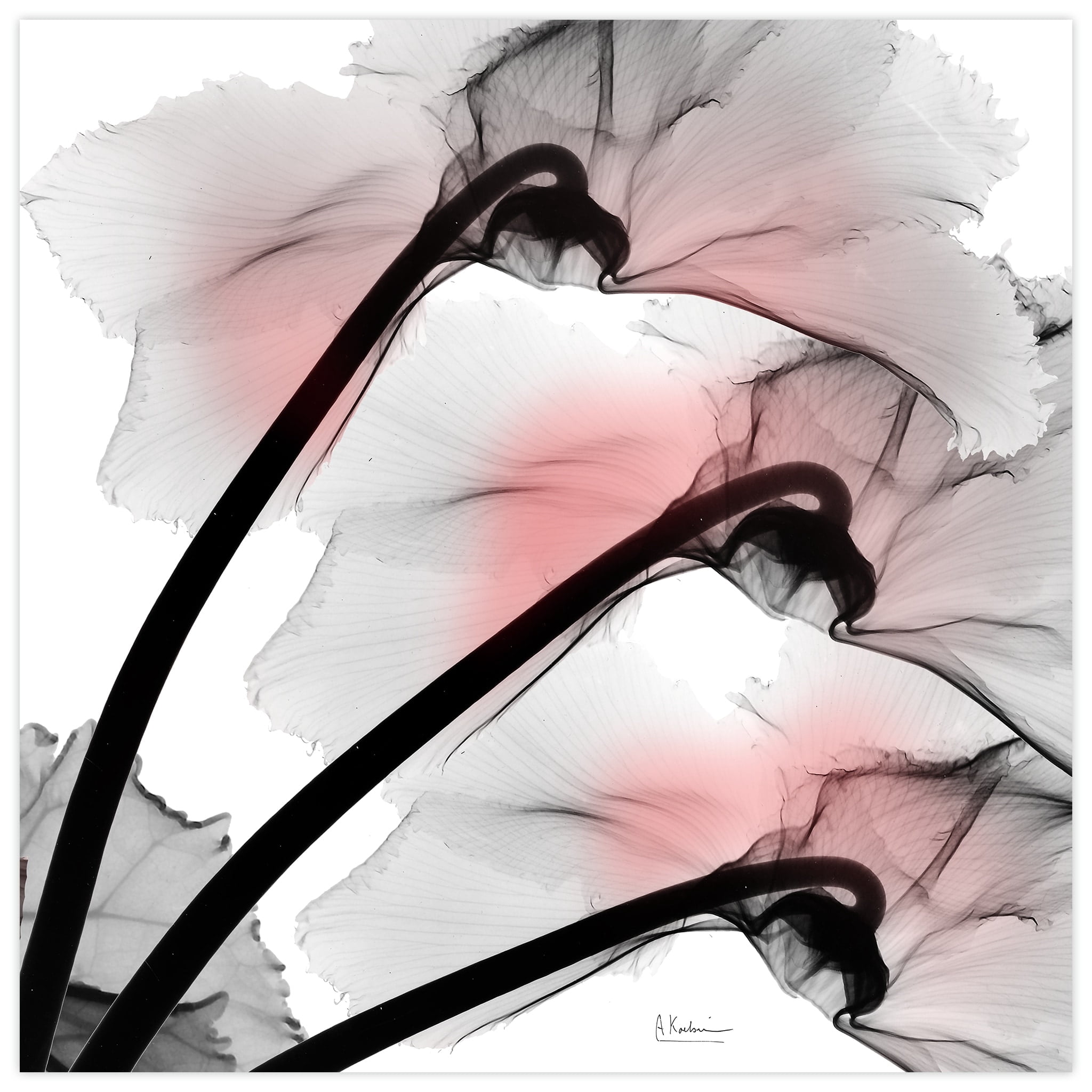 Coral Luster Clycamen 2 Frameless Free Floating 24 in x 24 in Painting Art Prints, by Empire Art
