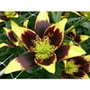 Euroblooms Lily Asiatic Easy Dance, 6 Flower Bulbs