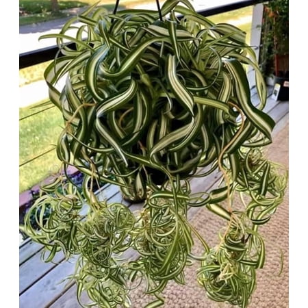 Curly Spider Live Plant in 4 Inch Pot, Variegated Curly Plant, Hanging Plant, Tropical Houseplant Easy Care Indoor Plant