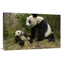 24 x 36 in. Giant Panda & Baby in Bamboo Forest, Wolong Nature Reserve, China Art Print - Katherine Feng