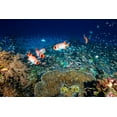 thumbnail image 2 of Gabriel, Barathieu 24x17 White Modern Wood Framed Museum Art Print Titled - Reef Life, 2 of 4