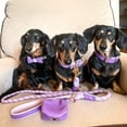 thumbnail image 5 of PoisePup Pet Dog Collar - Lavish Lavander, 5 of 7