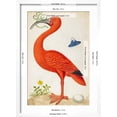 thumbnail image 5 of Art.com Curlew Catesby (or Scarlet Ibis) Art Print by Maria Sibylla Merian, White Frame Wall Art, 17" x 23", 5 of 5