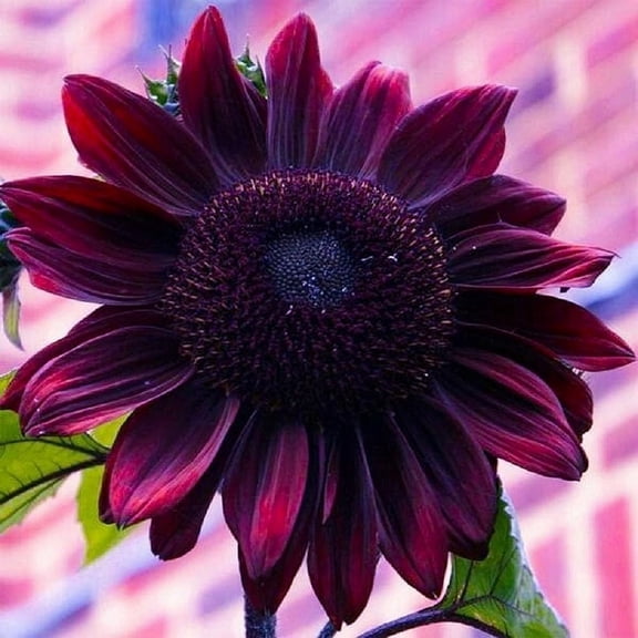 Sunflower Seeds for Planting - Plant MVR1 & Grow Heirloom Chocolate Cherry Sunflowers in Home Outdoor Garden - Planting Instructions for Vibrant Blooms - Great Gardening Gift, 1 Packet