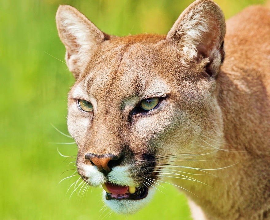 Puma Wildcat Animal Predator Mountain 