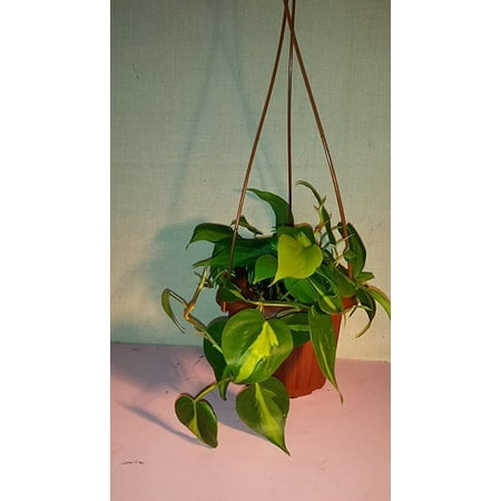 

Philodendron Brazil Leaf Live Plant Easy To Grow Purifies Air Indoor In 4 Pot