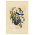 thumbnail image 2 of Audubon, John James 18x24 Gold Ornate Wood Framed with Double Matting Museum Art Print Titled - Florida Jay, 2 of 4