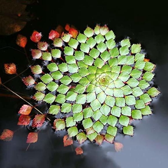 Fresh Look at Goldfish Plant
