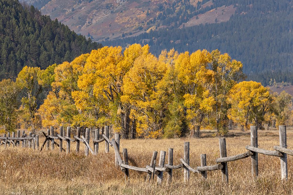 Cottonwood trees and fence in fall and Teton RangeGrand Teton National ParkWyoming Poster