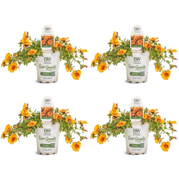 Proven Winners 4" Yellow Mojave Mango Purslane Live Plant in 4.25" Pot (4 Count)