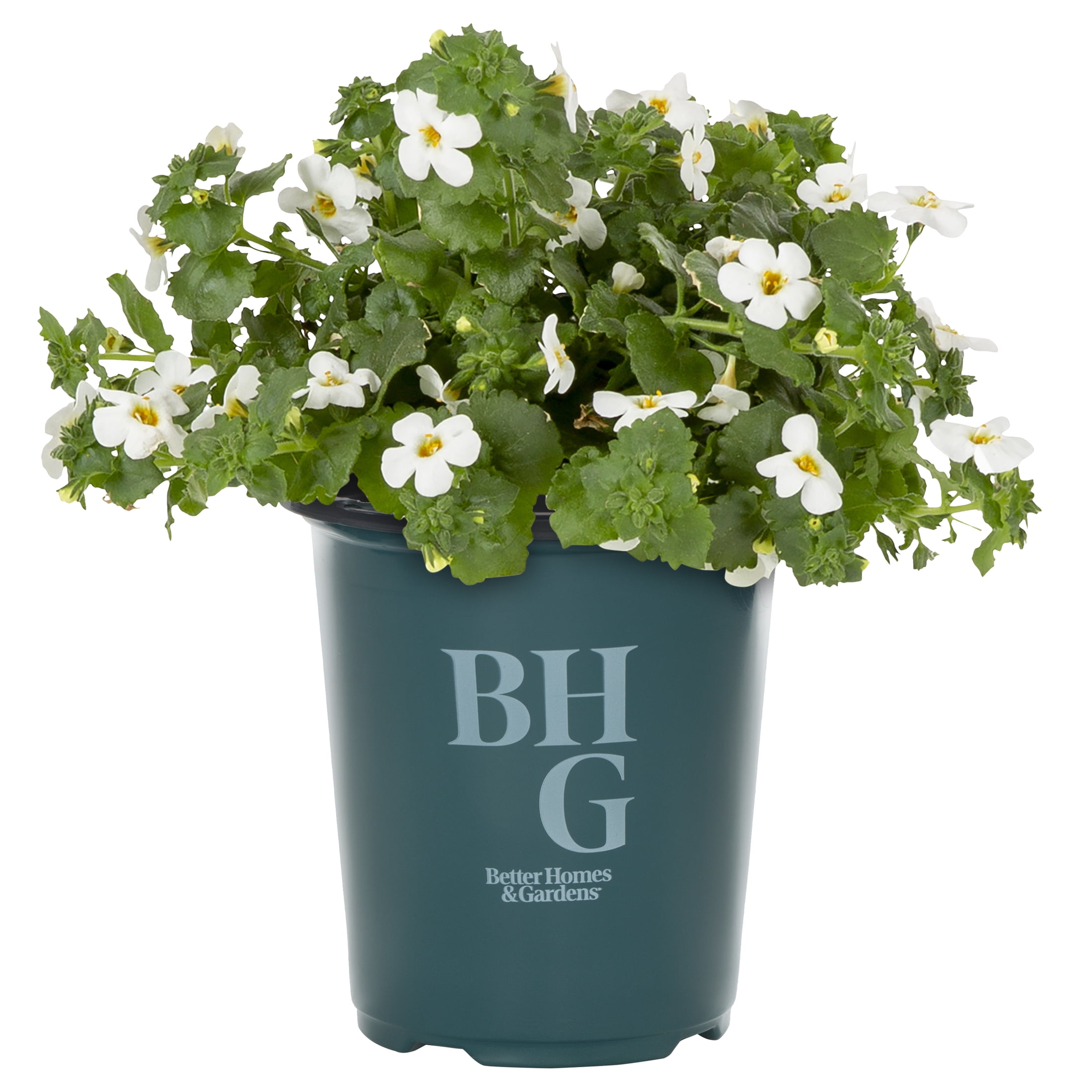 Better Homes & Gardens 1.5PT White Bacopa Live Annual Plant Sun 5-Pack