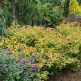thumbnail image 5 of Proven Winners ColorChoice Double Play Candy Corn Spirea Live Shrub (2 Gallon), 5 of 9