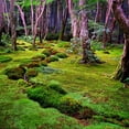 thumbnail image 6 of ⭐ Preserved Sheet Moss in Natural Green | Decorative Real Natural Green DIY Kit Terrariums Gardenning Art Wall Decor Florist Decor Easter Table Decor Wedding - 3 QUART, 6 of 6