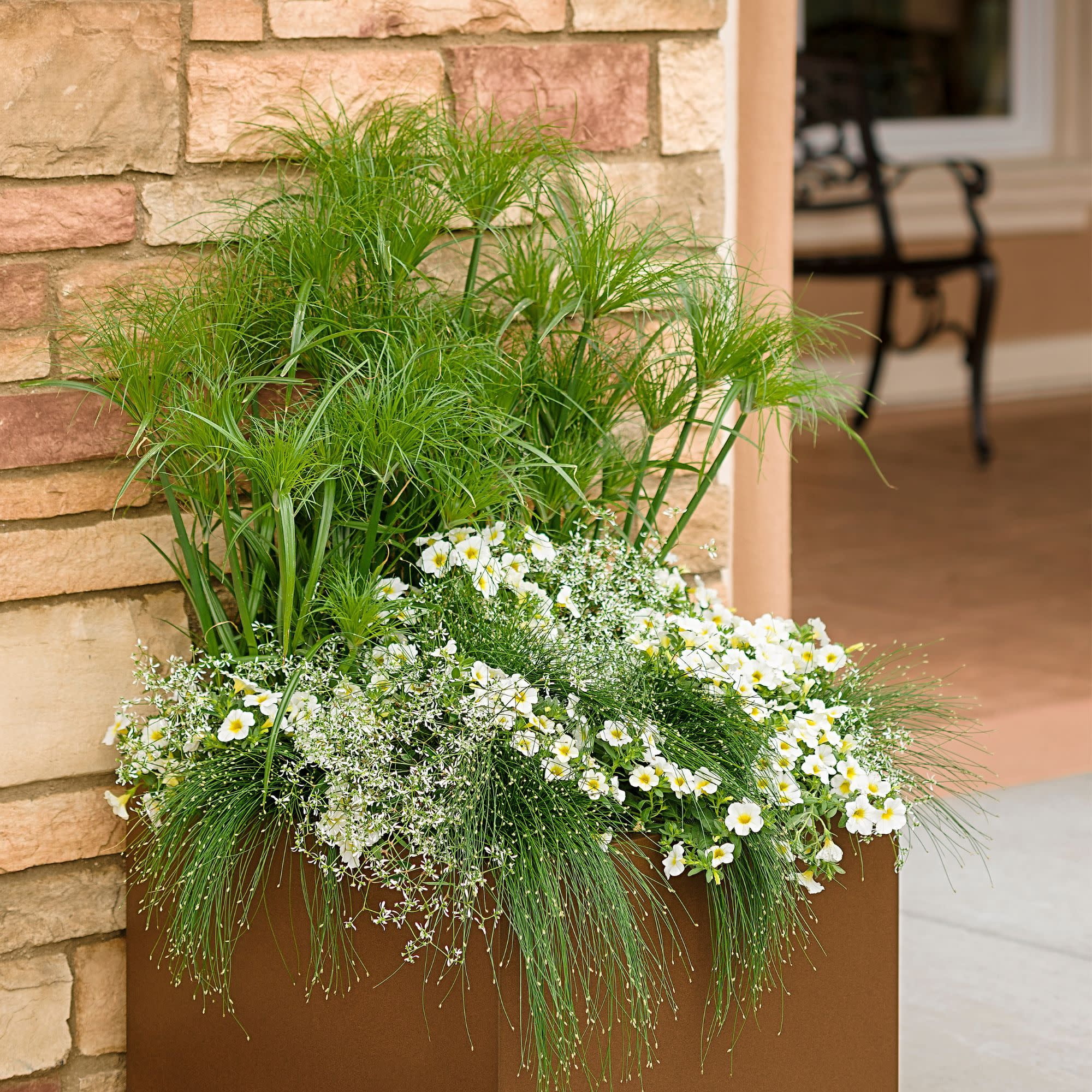 Proven Winners 4" White Diamond Frost Euphorbia Live Plant in 4.25" Pot (4 Count)